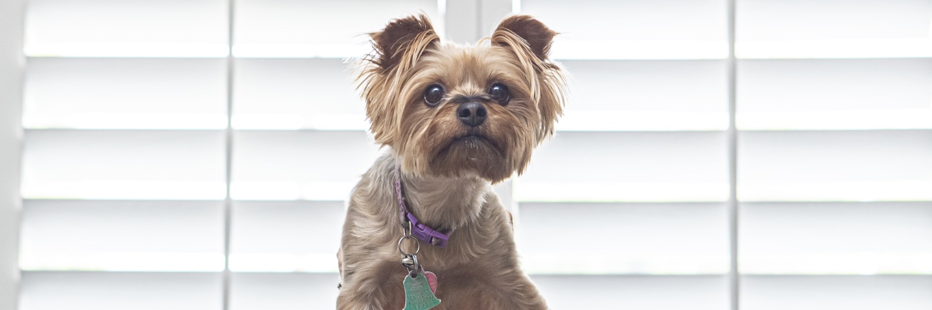 Dog in front of interior shutters in Fort Myers