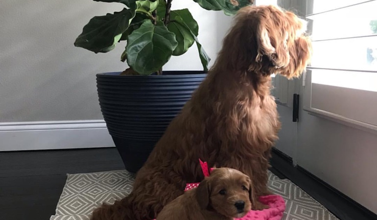 Your windows and doors should use coverings that even your puppies can't destroy. Dogs Looking Out Of Window Treatments